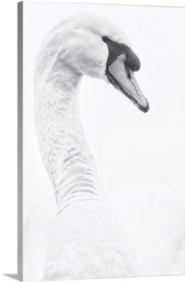 Portrait Of A Swan On A White Background