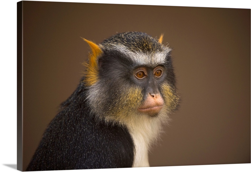 Close-up portrait of a Sykes' monkey (cercopithecus albogularis) against a brown background, Colorado Springs, Colorado, u...