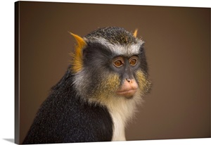 Portrait Of A Sykes' Monkey Against A Brown Background, Colorado Springs, Colorado image thumbnail
