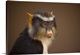 image thumbnail of Close-up portrait of a Sykes' monkey (cercopithecus albogularis) against a brown background, Colorado Springs, Colorado, u...