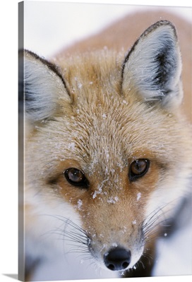 Portrait Of Adult Red Fox