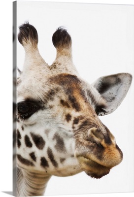 Portrait Of African Giraffe