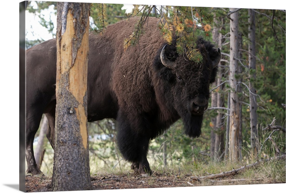 Portrait of an American bison, Bison bison, among pine trees.