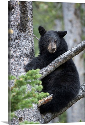 Portrait of an American black bear cub (Ursus americanus) looking at camera and climbing a tree in Yellowstone National Park. The American black bear is one of eight species of bear in the world and one of three on the North American continent; Wyoming, United States of America
