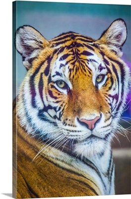 Portrait Of Bengal Tiger, Chippewa Falls, Wisconsin