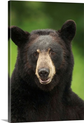 Portrait Of Black Bear, Minnesota
