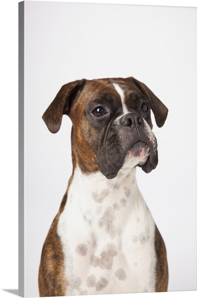 Portrait Of Boxer Dog On White Background