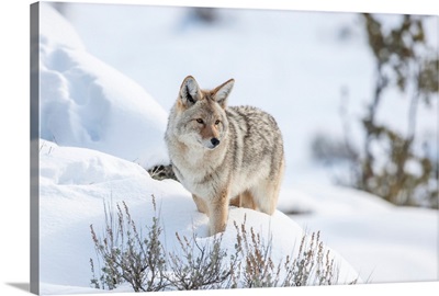 Portrait of coyote (Canis latrans) standing in a snowbank keeping watch over the wintry landscape; Montana, United States of America