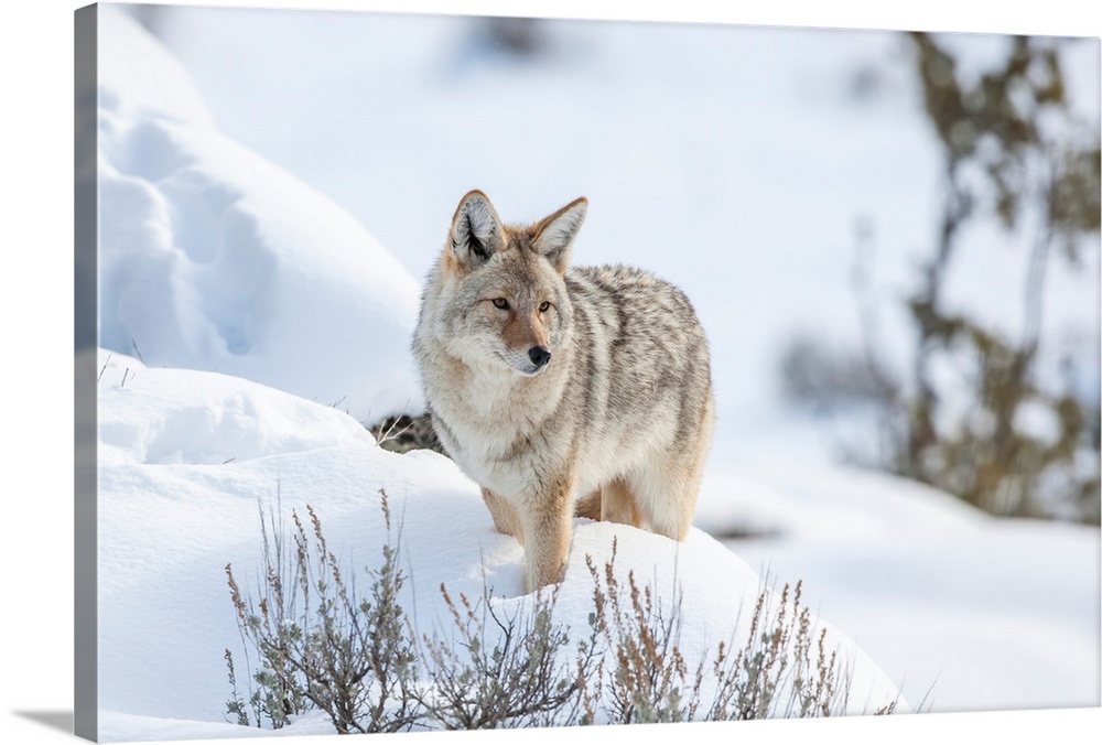 Portrait of coyote (Canis latrans) standing in a snowbank keeping watch over the wintry landscape, Montana, United States ...
