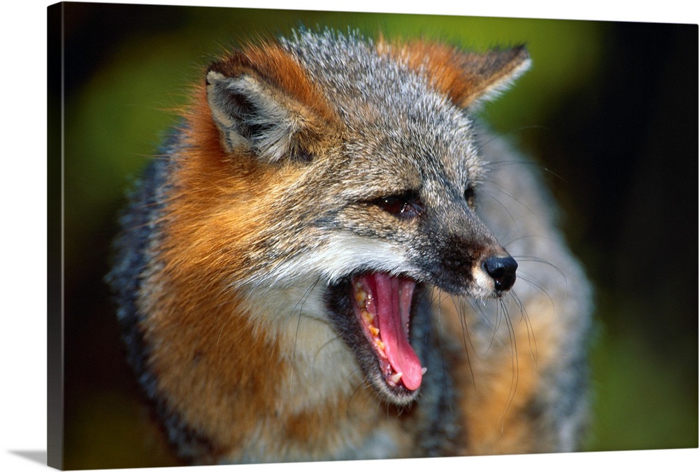 Portrait Of Gray Fox Barking