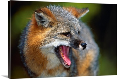 Portrait Of Gray Fox Barking