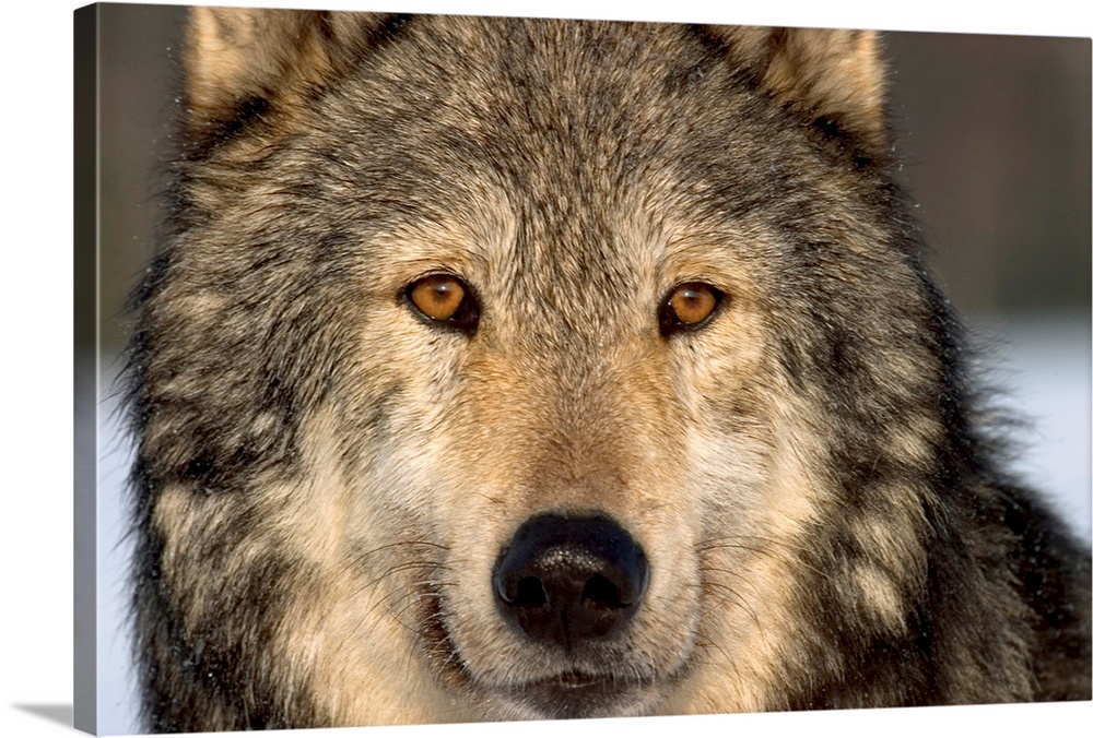 Wolf, gray, Alaska, winter