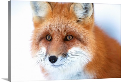 Portrait Of Red Fox, Churchill, Manitoba, Canada