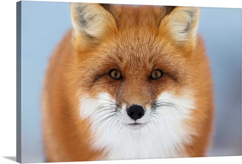 Portrait Of Red Fox, Churchill, Manitoba, Canada