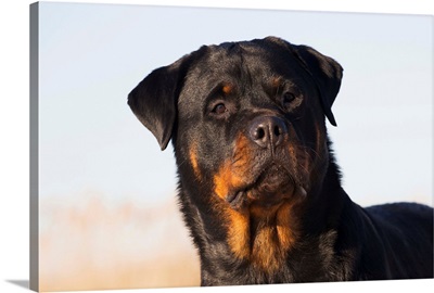 Portrait of Rottweiler dog on winter beach, Guilford, Connecticut