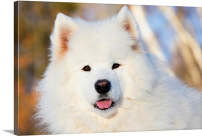 Portrait of Samoyed dog in the snow, Ledyard, Connecticut
