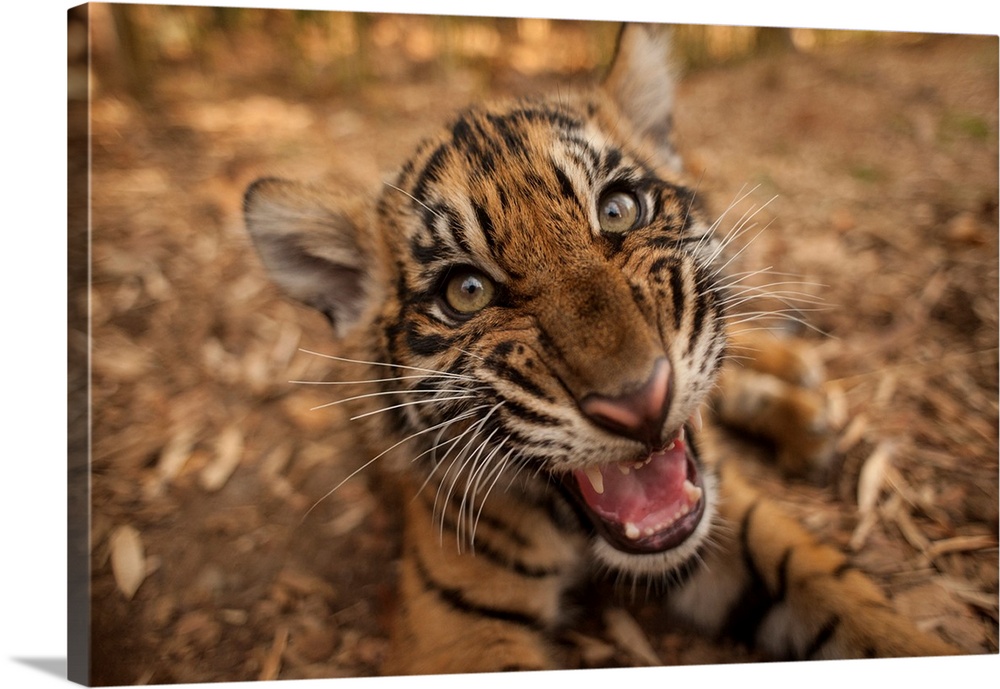 Close-up portrait of the critically endangered Sumatran tiger cub (panthera tigris sumatrae) lying on the ground with its ...