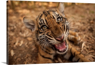 Portrait Of Sumatran Tiger Cub Lying On The Ground, Showing Its Teeth, Atlanta, Georgia