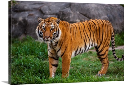 Portrait Of The Indochinese Tiger Standing In Its Enclosure At A Zoo, Houston, Texas