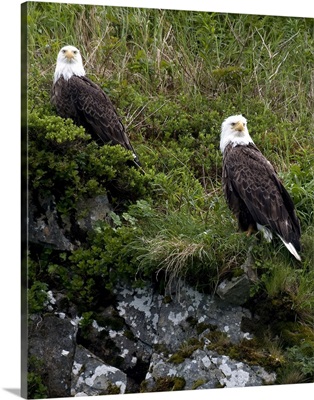 Portrait of two Bald Eagles resting on a cliff in Kukak Bay Katmai National Park