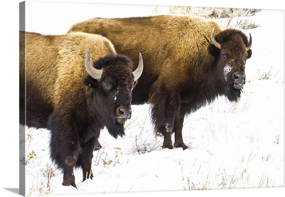 Portrait of two buffalo in the snow.