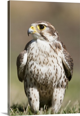 Prairie Falcon Perches On The Ground Briefly After A Hunt; Montana, USA