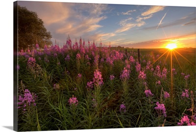 Prairie Wildflowers During Sunset In Central Alberta, Canada