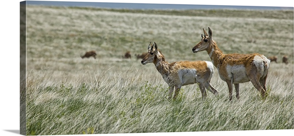 Pronghorn antelope in Badlands National Park, South Dakota