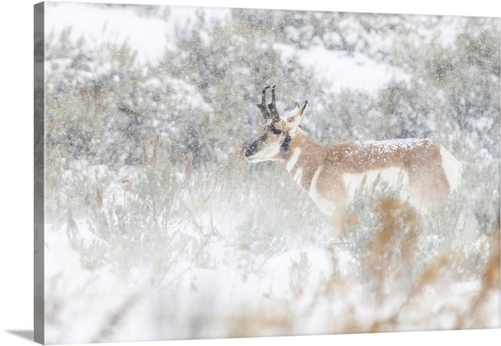 Pronghorn Antelope Standing In A Snowy Field Of Sagebrush In The Winter