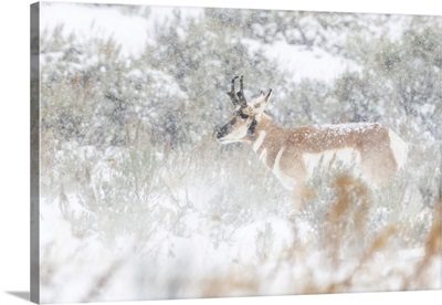 Pronghorn Antelope Standing In A Snowy Field Of Sagebrush In The Winter