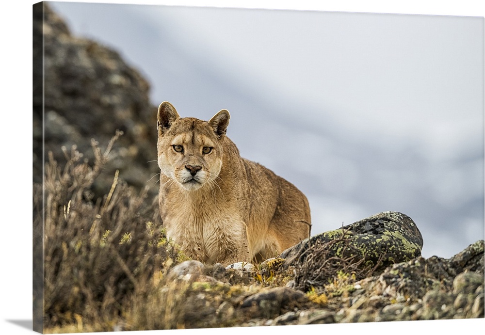 Puma standing in the landscape in Southern Chile; Chile