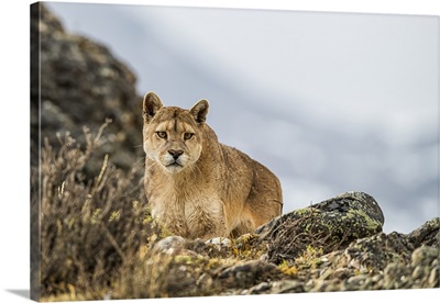 Puma Standing In The Landscape In Southern Chile, Chile