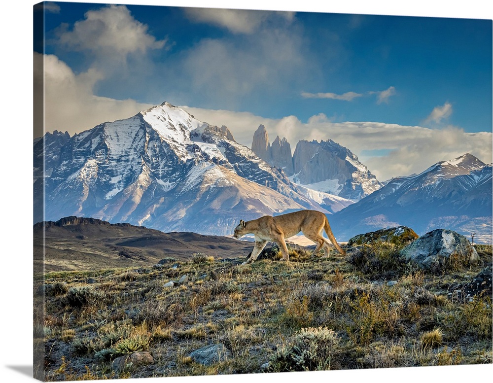 Winter scene, Puma (Puma concolor) walking in front of the Towers in Torres del Paine National Park Patagonia, Chile