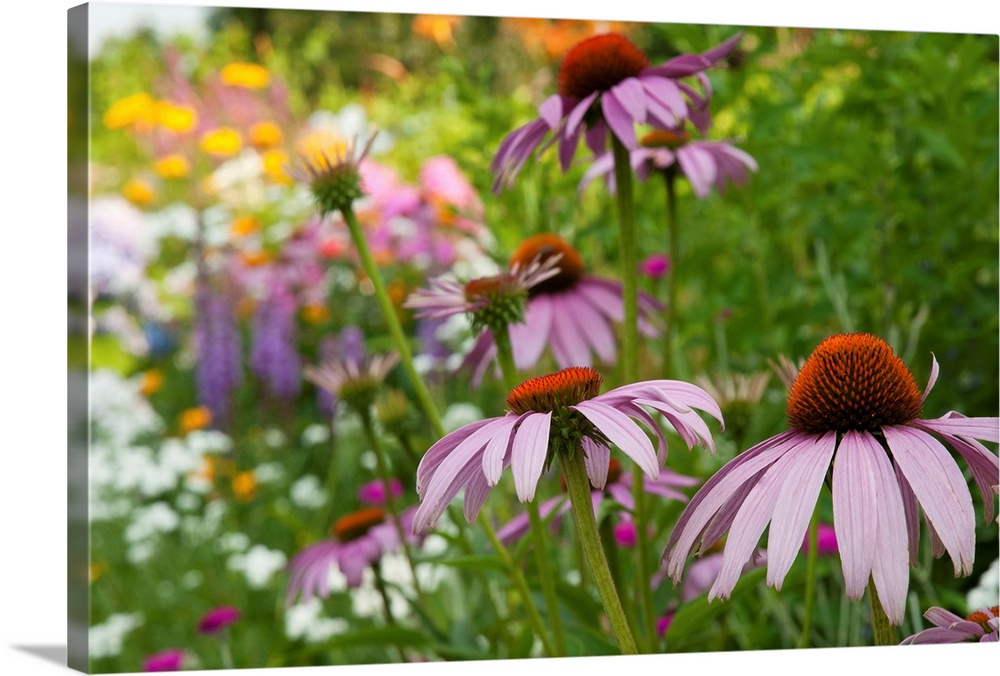 Purple coneflower and other flowers in a Cape Cod garden.