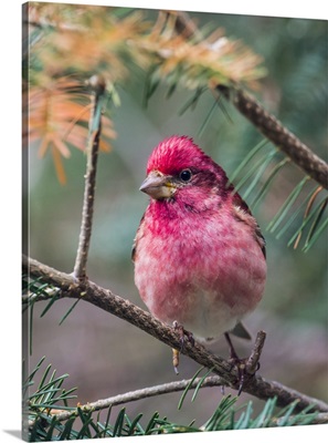 Purple finch perched on a coniferous tree branch; Ontario, Canada