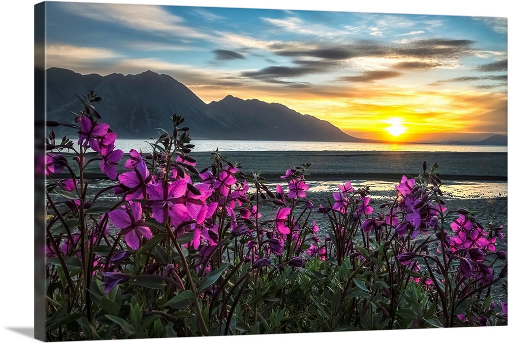 Purple Vetch (Vicia americana) blooms along the shores of Kluane Lake with sunset happening in the distance; Yukon, Canada