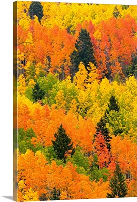 Quaking Aspen and Ponderosa Pine trees display fall colors.