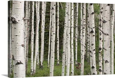 Quaking aspen tree trunks (Populus tremuloides) in a woodland in Yellowstone National Park; Wyoming, United States of America