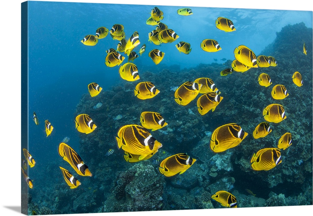 Raccoon butterflyfish (chaetodon lunula) can sometimes be found in large schools over the reef. Hawaii, united states of A...