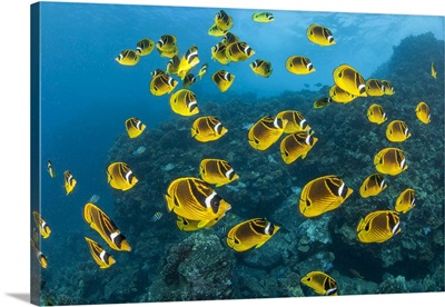 Raccoon Butterflyfish Can Sometimes Be Found In Large Schools Over The Reef, Hawaii