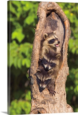 Raccoons In A Tree