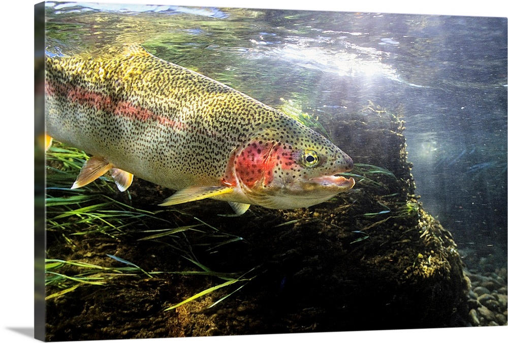 Rainbow Trout In The Kulik River, Katmai National Park Southwestern Alaska,  Summer Solid-Faced Canvas Print