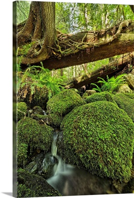 Rainforest in Avatar Grove near Tofino, British Columbia, Canada