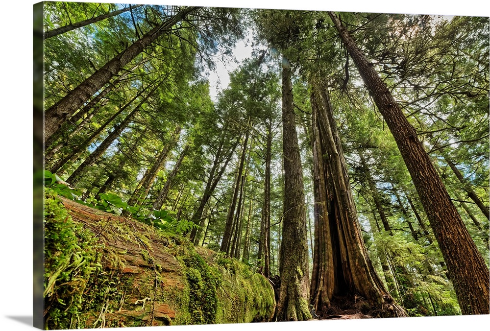 Rainforest in Strathcona Provincial Park, British Columbia, Canada