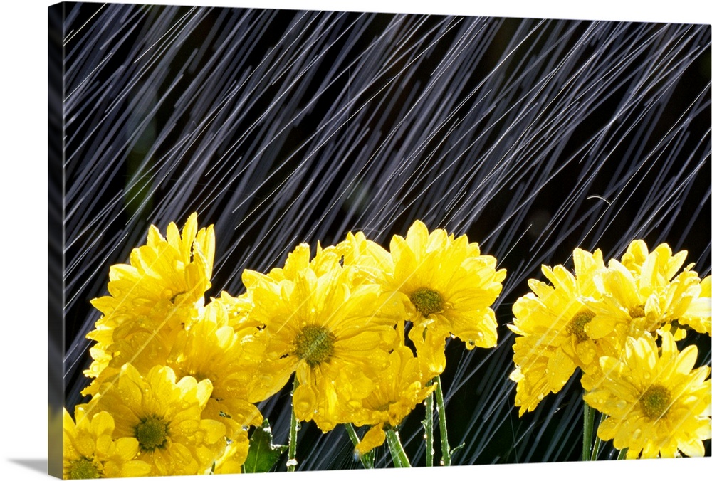 A close up of flowers being battered by drops of water.
