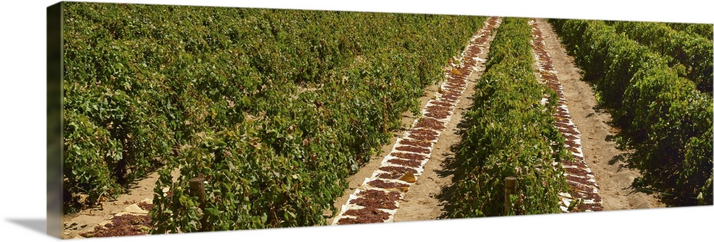 Raisin grape vineyard in late summer with harveste