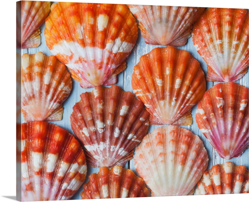 Rare, indigenous Hawaiian red sunrise scallop shells; Honolulu, Oahu,  Hawaii Wall Art, Canvas Prints, Framed Prints, Wall Peels