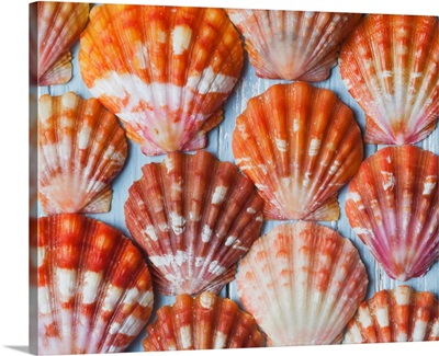 Rare, indigenous Hawaiian red sunrise scallop shells; Honolulu, Oahu, Hawaii