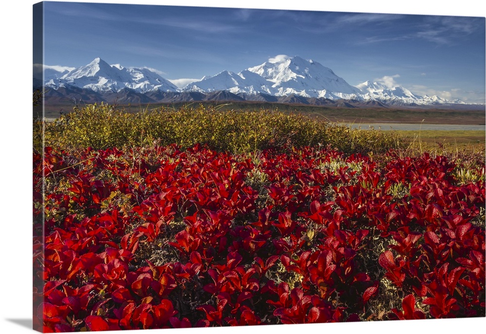 Red Alpine bearberry (Arctostaphylos alpina) and Denali, (20,310 feet high), aka Mount McKinley, is North America's talles...
