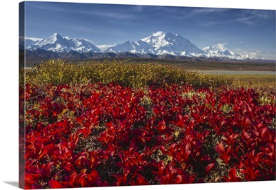 Red Alpine Bearberry And Denali, Denali National Park And Preserve, Alaska